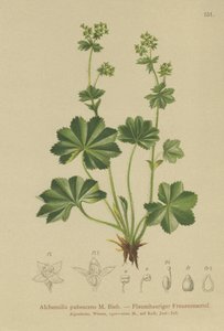 Downy Ladys Mantle（Alchemilla pubescens，Alchemilla glaucescens，） 作者 德国学校
