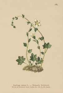 下垂虎耳草 (Saxifraga cernua)（彩色石版画） 作者 德国学校