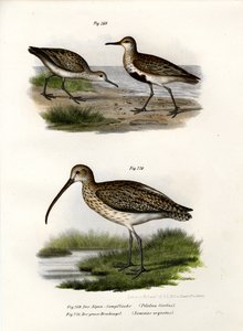 邓林，1864年 作者 德国学校