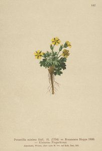 矮小的五瓣叶（Potentilla minimal，Potentilla Brauneana，Potentilla dubia） 作者 德国学校