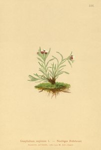 人类佛耳草（欧亚活血丹仰卧位） 作者 德国学校