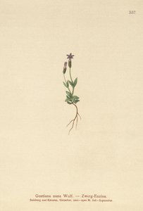 矮人龙胆（Gentiana nana，Gentianella nana） 作者 德国学校