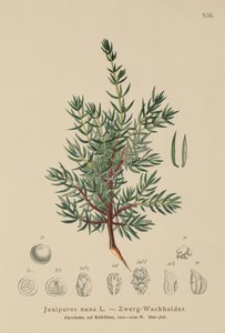 矮小的杜松（Juniperus nana，Juniperus communis subsp.Nana，Juniperus communis vars sxatilis） 作者 德国学校