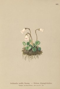 矮小雪铃（Soldanella pusilla，Soldanella alpicola） 作者 德国学校
