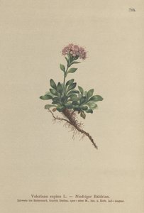 矮人缬草（缬草仰卧） 作者 德国学校