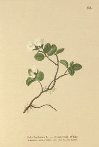 矮柳（Salix herbacea） 作者 德国学校