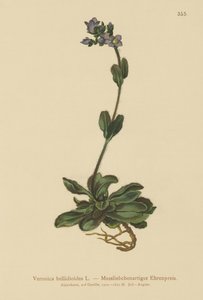 矮蓝色speedwell（Veronica bellidioides） 作者 德国学校
