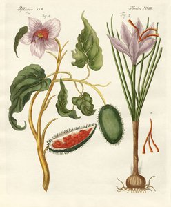 染料植物 作者 德国学校