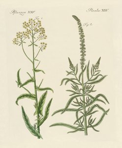 染料植物 作者 德国学校