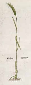 来自The Herbium by Leonhart Fuchs（1501-66）的小麦穗，于1555年在巴塞尔出版（彩色版画） 作者 德国学校