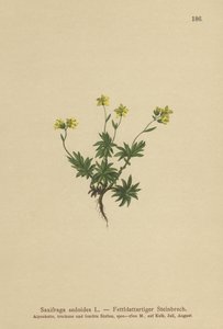 东部Saxifrage（Saxifraga sedoides） 作者 德国学校