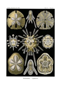 Echinidea，1899-1904 作者 德国学校