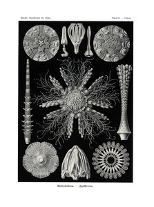 Echinidea，1899-1904 作者 德国学校