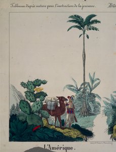 南美洲植物群和动物群的教育海报，左侧，由F. Wentzel，Weissenburg出版，1840年（另见379942）
