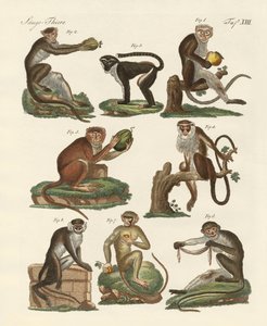 八种guenon 作者 德国学校