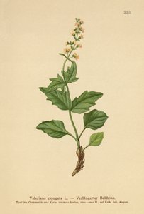 细长的缬草（拉长的缬草） 作者 德国学校