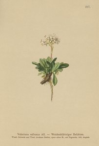 整个有叶缬草（Valeriana saliunca） 作者 德国学校