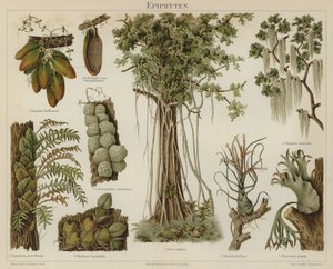 附生植物（彩色印刷品 作者 德国学校