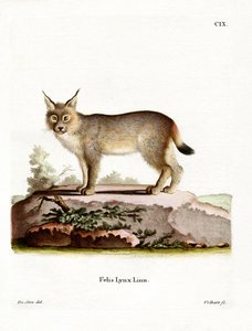 欧亚猞猁（彩色雕刻） 作者 德国学校