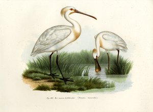 欧亚琵鹭，1864年 作者 德国学校