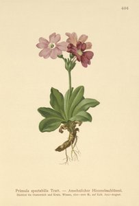 欧洲高山报春花（Primula spectabilis，Auriculastrum primula） 作者 德国学校