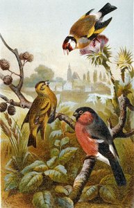 欧洲金翅雀、Icterine Greenbul和Eurasion Bullfinch，板块来自《Brehm
