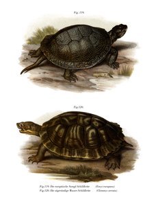 欧洲池龟（彩色石版画） 作者 德国学校