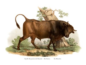 欧洲牛，1860年 作者 德国学校
