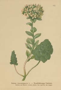 常绿Orpine（Sedum Anacampseros，Hylotelephium anacampseros） 作者 德国学校