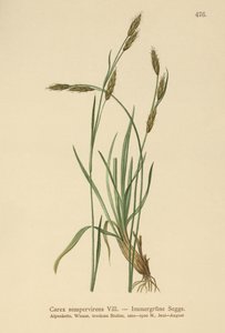 常绿薹（Carex sempervirens） 作者 德国学校