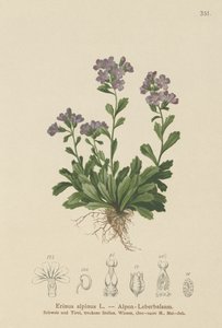 仙女毛地黄（Erinus alpinus） 作者 德国学校