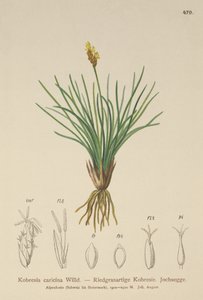 假薹（Kobresia simpliciuscula，Kobresia caricina） 作者 德国学校
