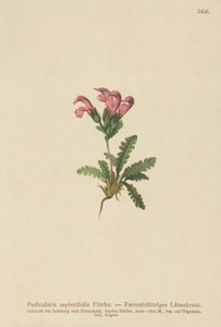 蕨类植物Lousewort（Pedicularis asplenifolia） 作者 德国学校
