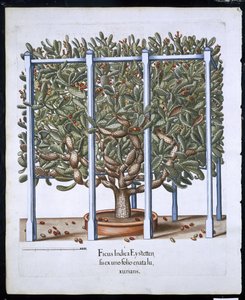 来自Hortus Eystettensis的Ficus Indica Eystten由Basil Besler（1561-1629）酒吧。 1613（手工彩色雕刻） 作者 德国学校