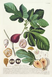 无花果，由Johann Jakob Haid（1704-67）板刻73植物书，酒吧。作者：Augustus Vind 作者 德国学校