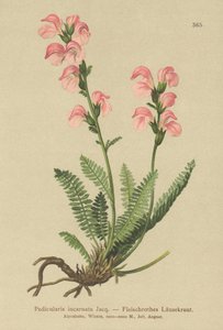 肉粉红色Lousewort（Pedicularis incarnata） 作者 德国学校
