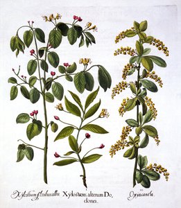 来自Hortus Eystettensis的Fly Honeysuckle和Hawthorn，由Basil Besler（1561-1629），酒吧。 1613（手工彩色雕刻） 作者 德国学校