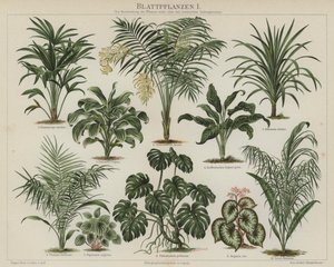 叶子植物（彩色平版印刷 作者 德国学校
