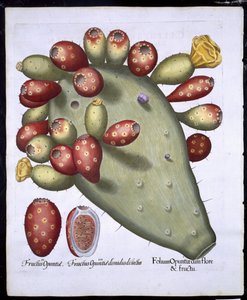 来自Hortus Eystettensis的Folium Opuntia by Basil Besler（1561-1629）pub。 1613（手工彩色雕刻） 作者 德国学校