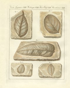 原始时代的树叶化石（彩色雕刻品 作者 德国学校