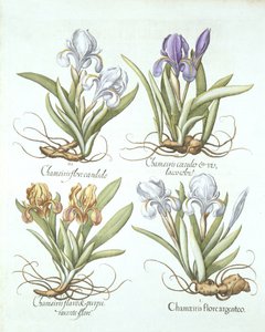 四种Rhizomatous虹膜，来自Hortus Eystettensis，由Basil Besler（1561-1629）酒吧。 1613 作者 德国学校