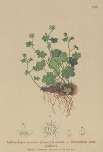 脆弱的虎耳草（Zahlbrucknera paradoxa，Saxifraga paradoxa） 作者 德国学校