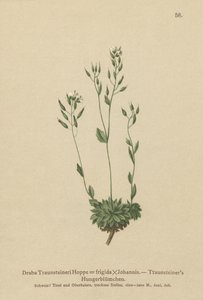 Frigid Whitlow-grass（Draba Traunsteineri，Draba frigida） 作者 德国学校