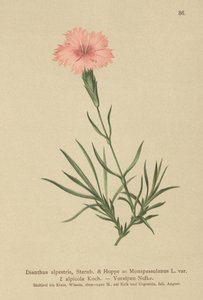 流苏粉红色（Dianthus Monspessulanus，石竹，石竹alpicola） 作者 德国学校