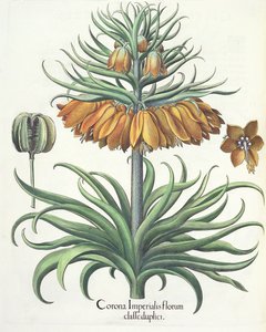 从Eystettensis蓬蒿Besler（1561年至1629年），贝母冠帝国海军双花，酒吧。 1613
