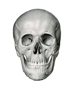 Frontal View of Human Skull 作者 德国学校