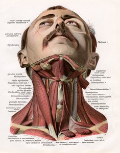 Frontal View of the Muscles and Glands of the Human Neck 作者 德国学校