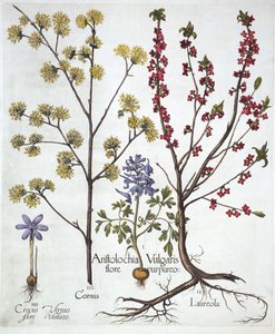 Fumewort，Daphne mezereum，Cornelian Cherry和Spring Crocus，来自Hortus Eystettensis，由Basil Besler（1561-1629），酒吧。 1613（手工雕刻） 作者 德国学校