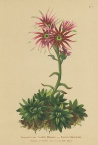 Funks母鸡和小鸡（Sempervivum Funkii） 作者 德国学校