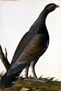 野鸟，约1740年（纸上水彩）。 作者 德国学校